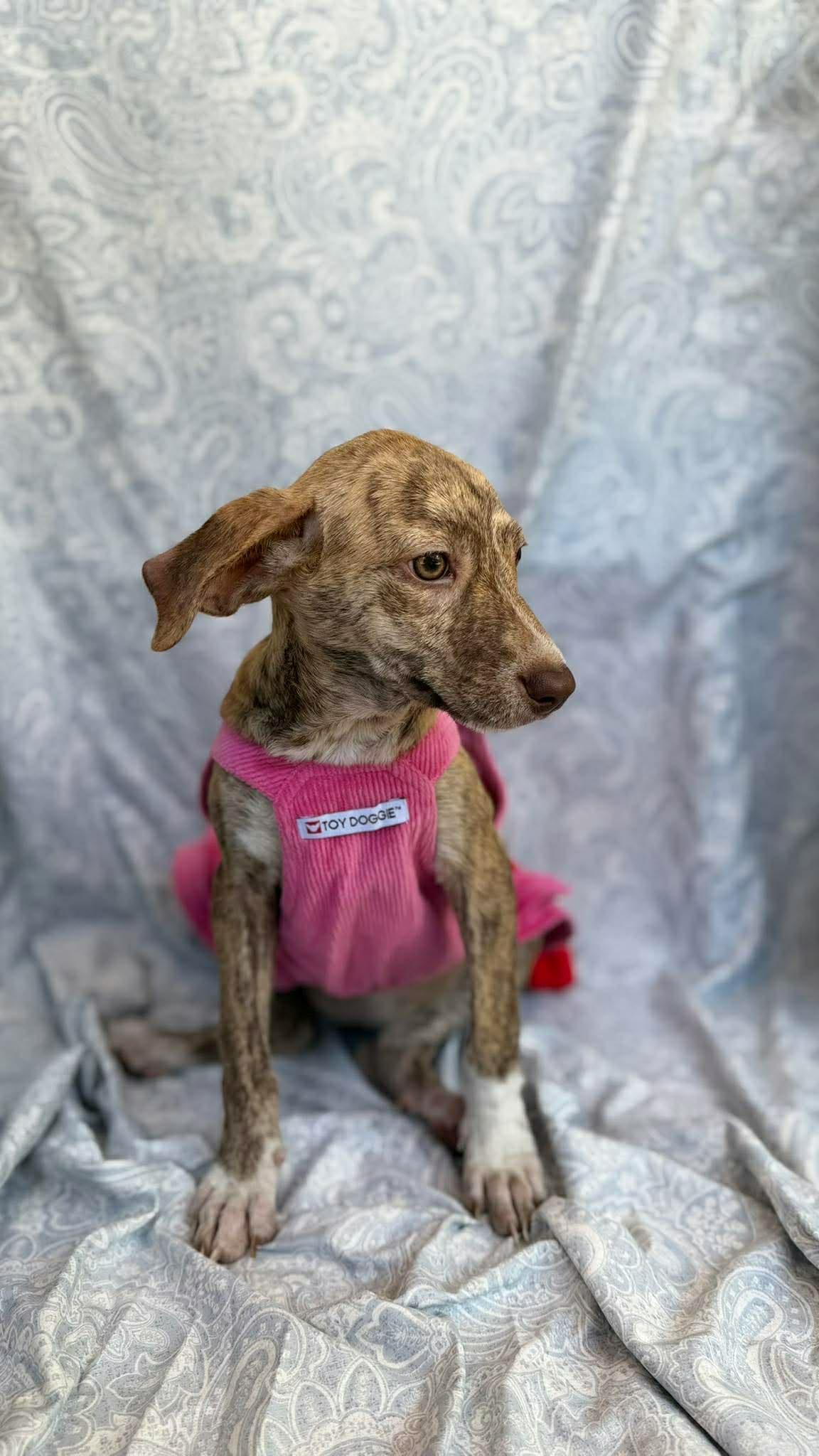 Enlarge Kelly , a ADOPTABLE mixed breed in New York, NY image 2/2