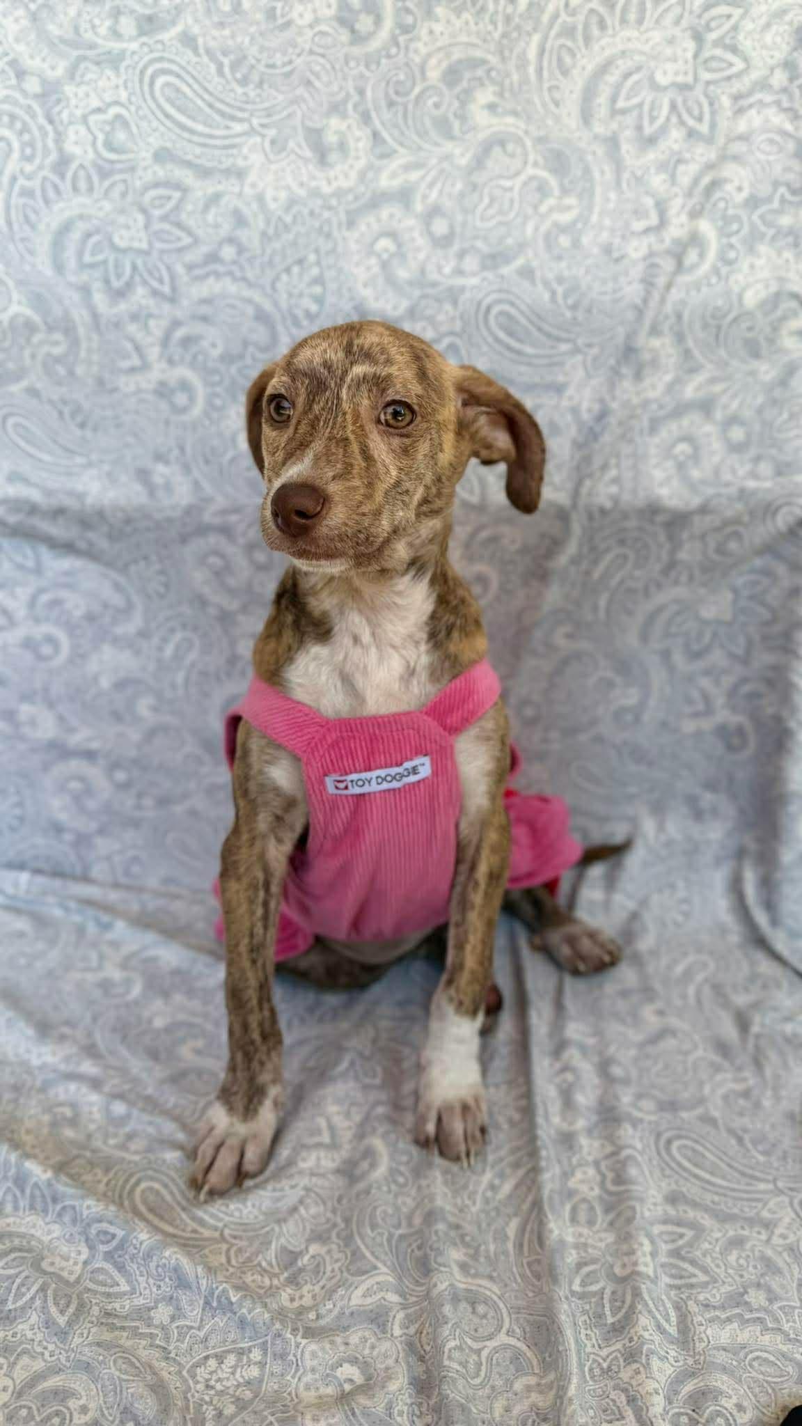 Kelly , ADOPTABLE, Puppy Female Chihuahua.