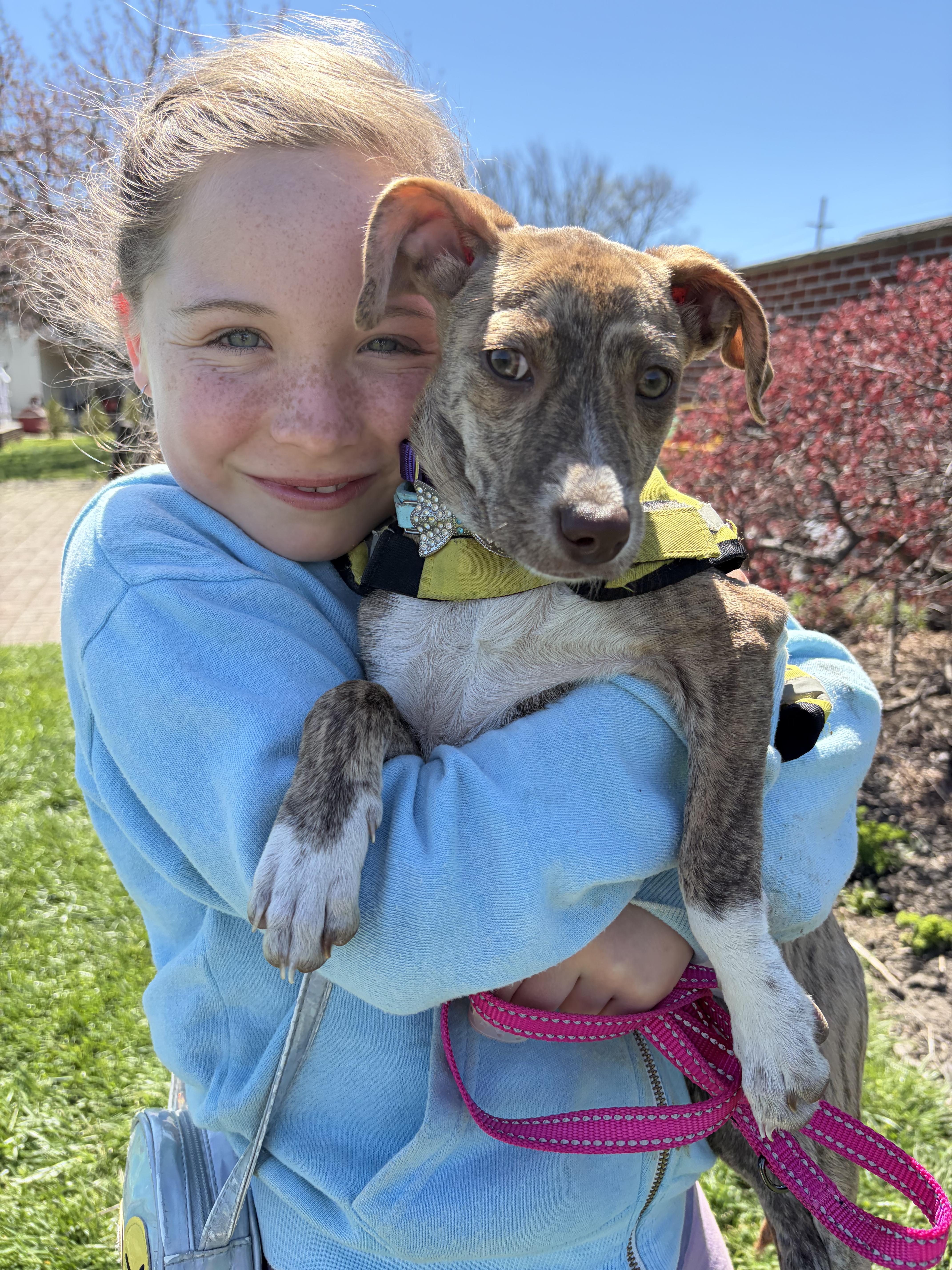 Enlarge Kelly , a ADOPTABLE mixed breed in New York, NY image 4/6