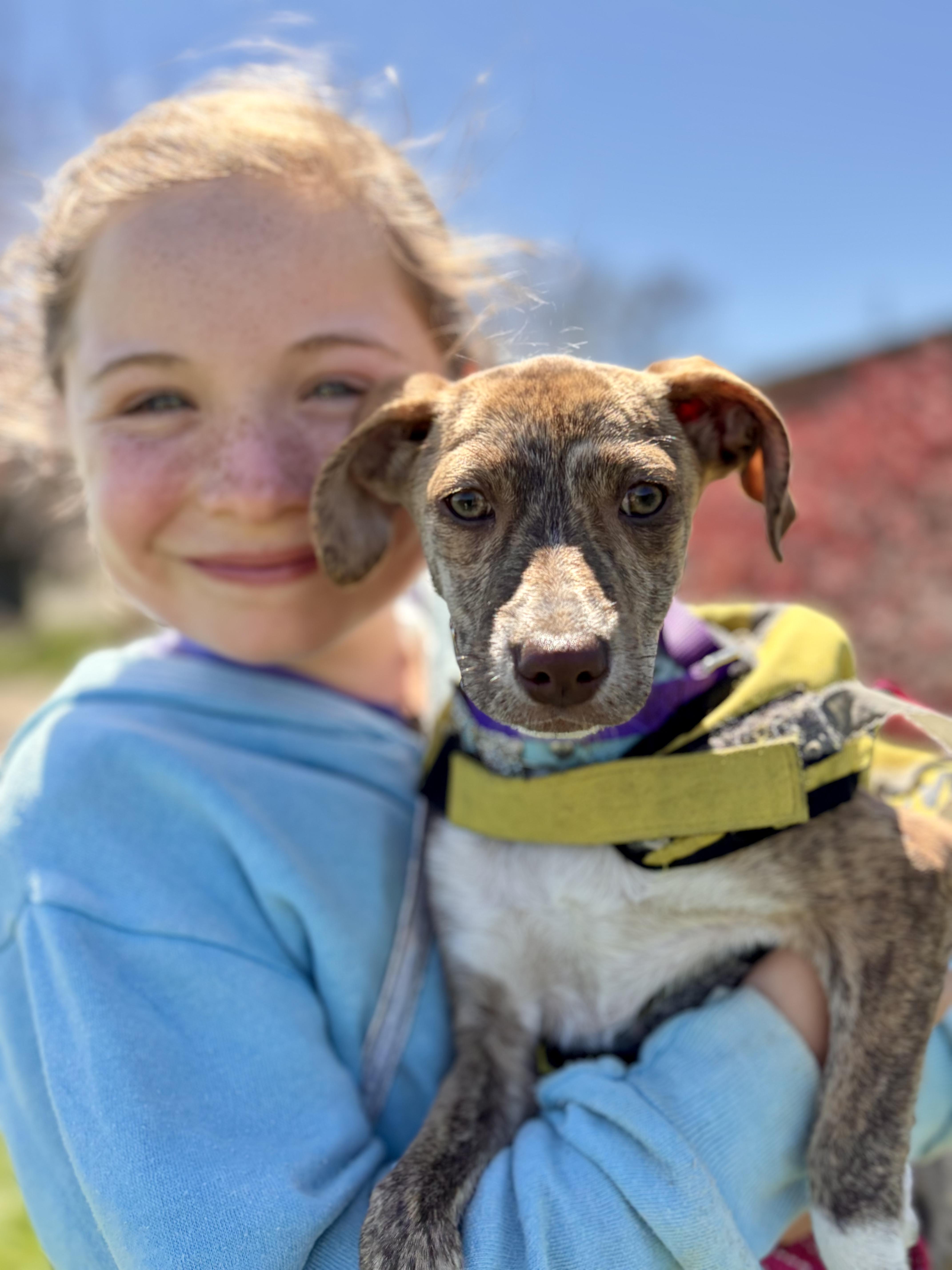 Enlarge Kelly , a ADOPTABLE mixed breed in New York, NY image 5/6