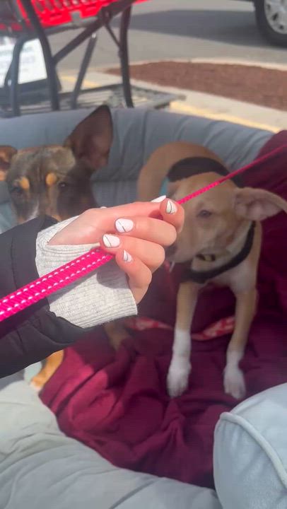 Enlarge Kelly , a ADOPTABLE mixed breed in New York, NY video 2/6