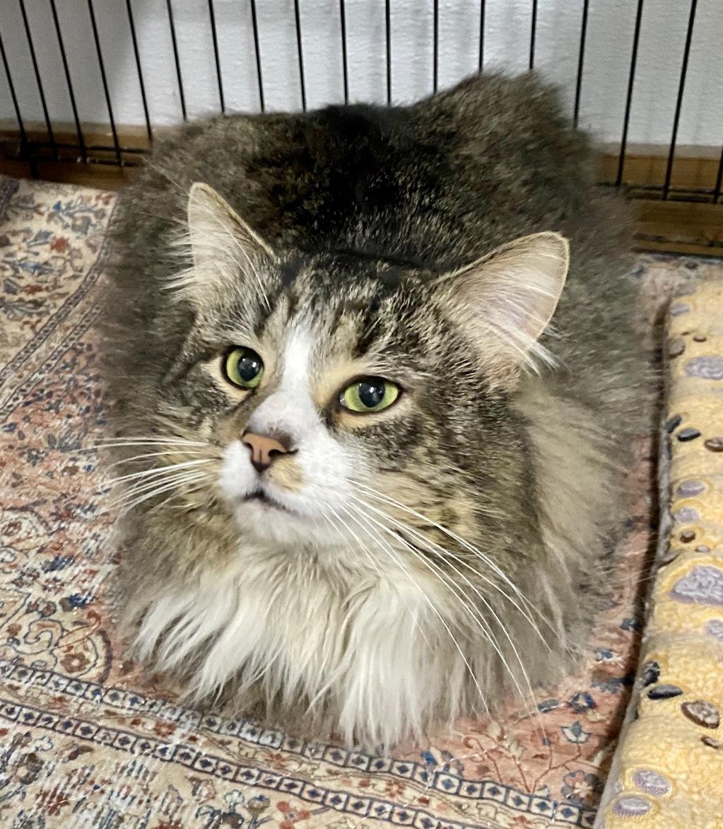 Enlarge Eeyore, an adopted Domestic Long Hair in Fredericksburg, OH image 4/6