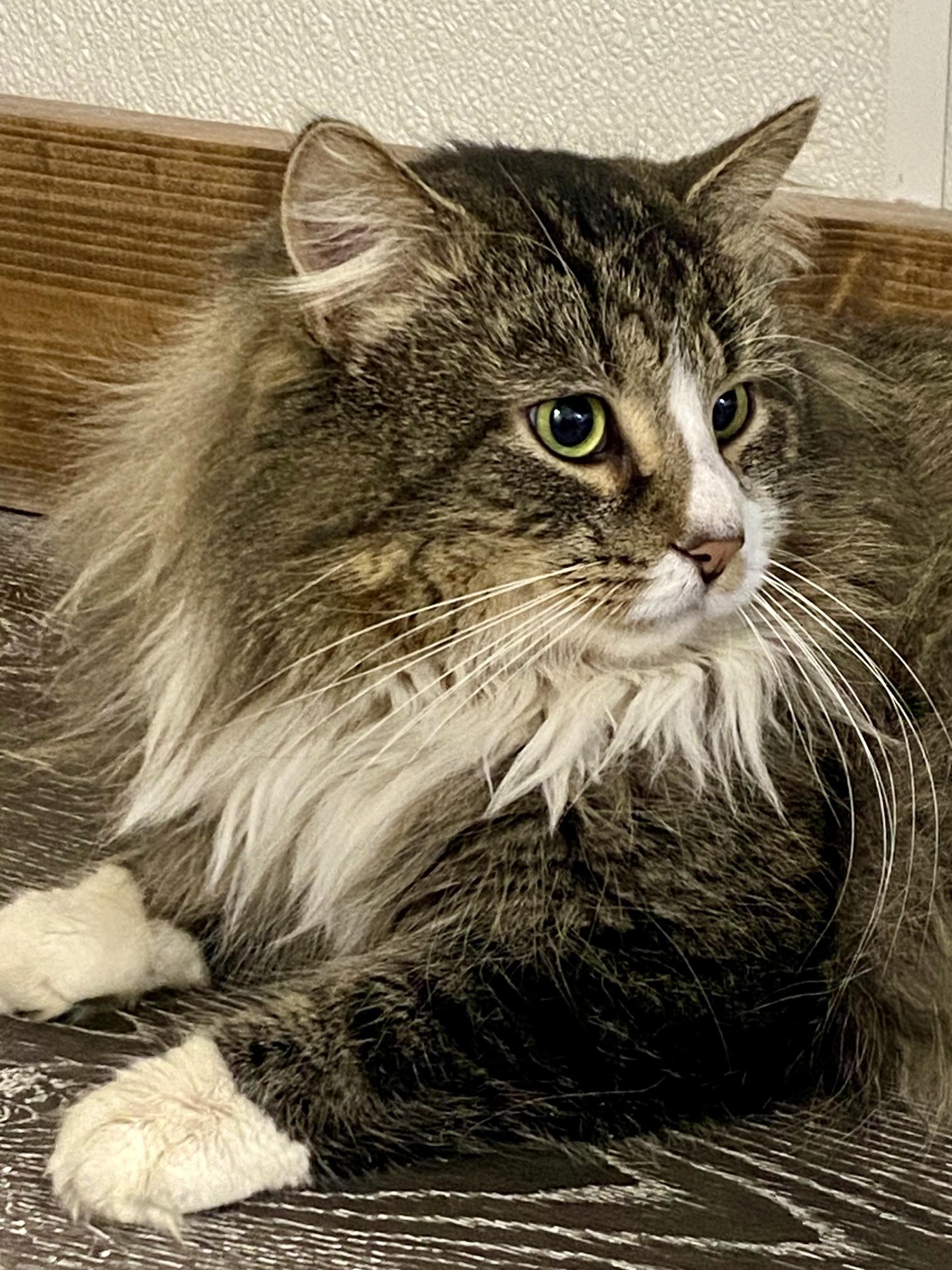 Enlarge Eeyore, an adopted Domestic Long Hair in Fredericksburg, OH image 3/6