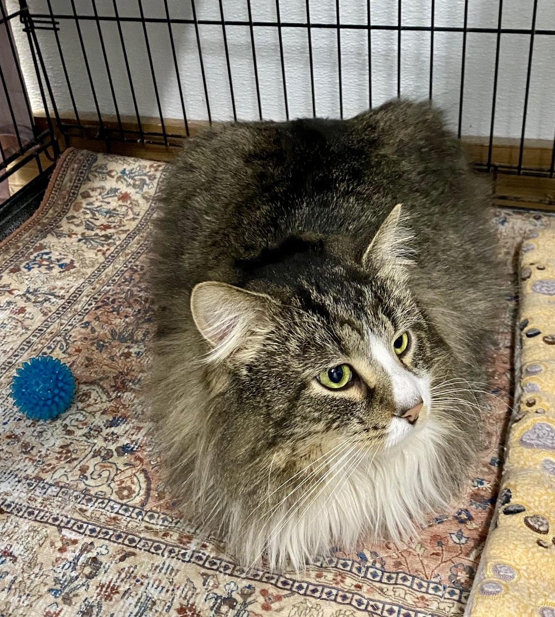 Enlarge Eeyore, an adopted Domestic Long Hair in Fredericksburg, OH image 2/6