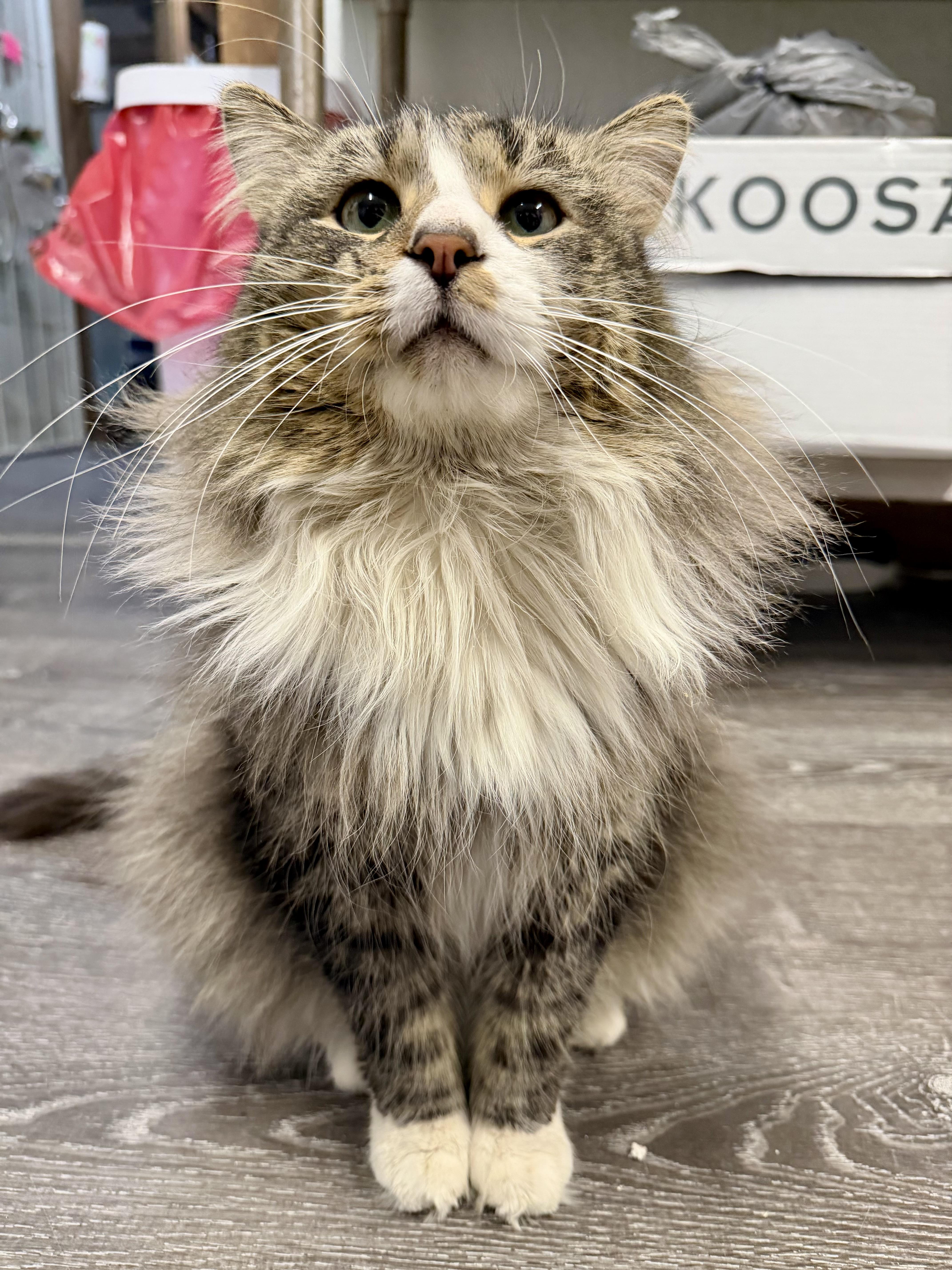 Enlarge Eeyore, an adopted Domestic Long Hair in Fredericksburg, OH image 1/6