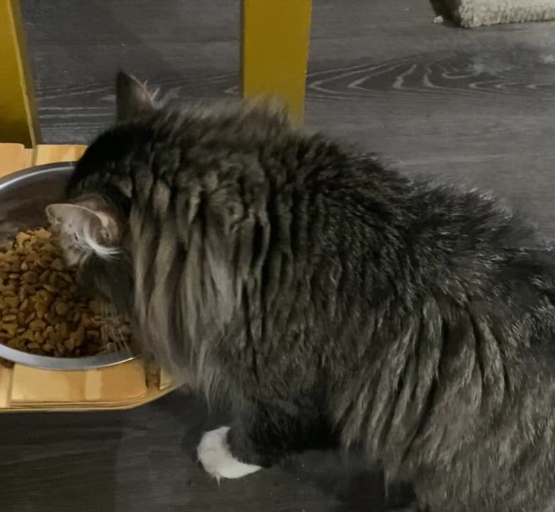 Enlarge Eeyore, an adopted Domestic Long Hair in Fredericksburg, OH video 5/6