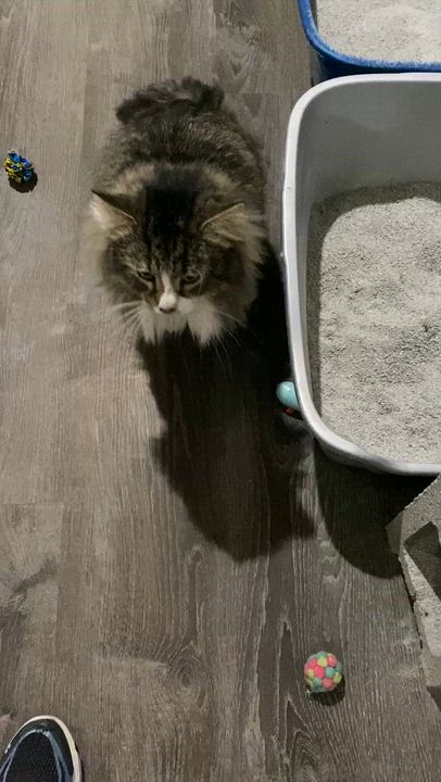 Enlarge Eeyore, an adopted Domestic Long Hair in Fredericksburg, OH video 6/6