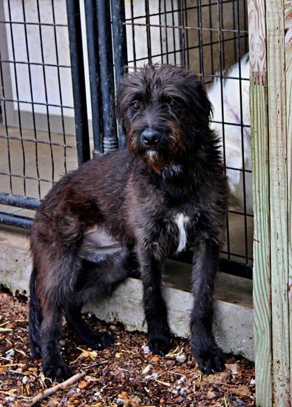 Enlarge Millie, a Adoptable mixed breed in Morton Grove, IL image 1/3