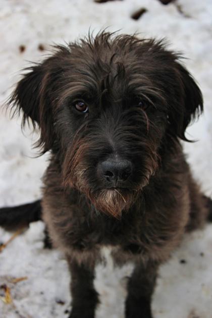 Enlarge Millie, a Adoptable mixed breed in Morton Grove, IL image 2/3