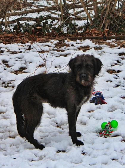 Enlarge Millie, a Adoptable mixed breed in Morton Grove, IL image 3/3