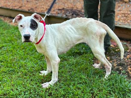 Enlarge Piper, a Adoptable mixed breed in Gastonia, NC image 1/3