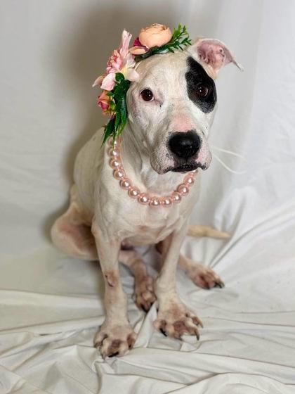 Enlarge Piper, a Adoptable mixed breed in Gastonia, NC image 2/3
