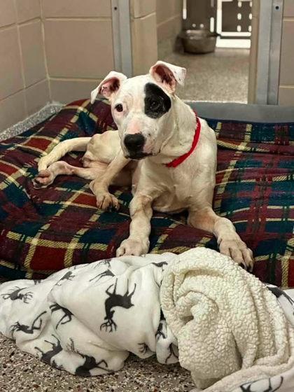 Enlarge Piper, a Adoptable mixed breed in Gastonia, NC image 3/3