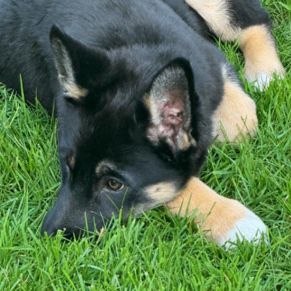 Brin, Adoptable, Young Female German Shepherd Dog.