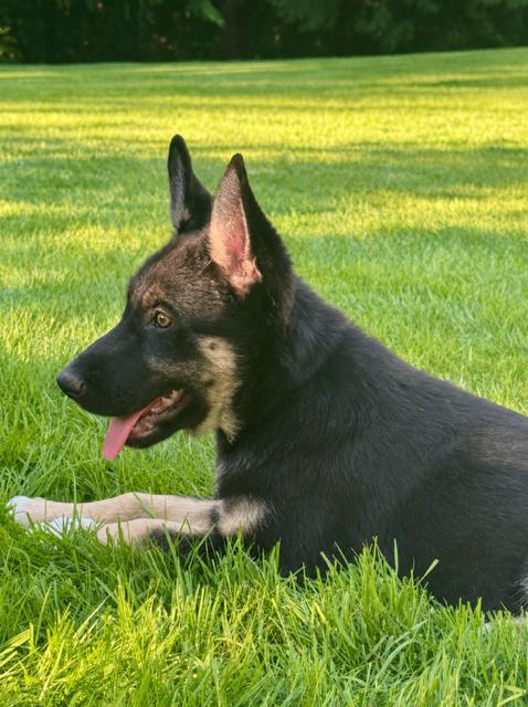 Brin, a Adoptable mixed breed in Seattle, WA image 2/6