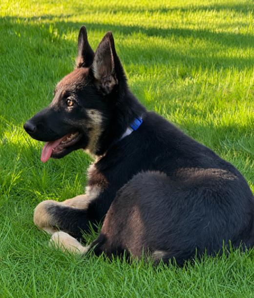 Brin, a Adoptable mixed breed in Seattle, WA image 3/6