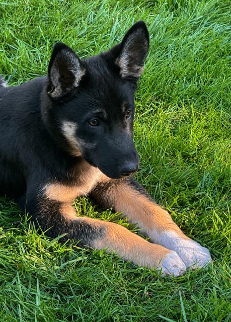 Brin, a Adoptable mixed breed in Seattle, WA image 4/6