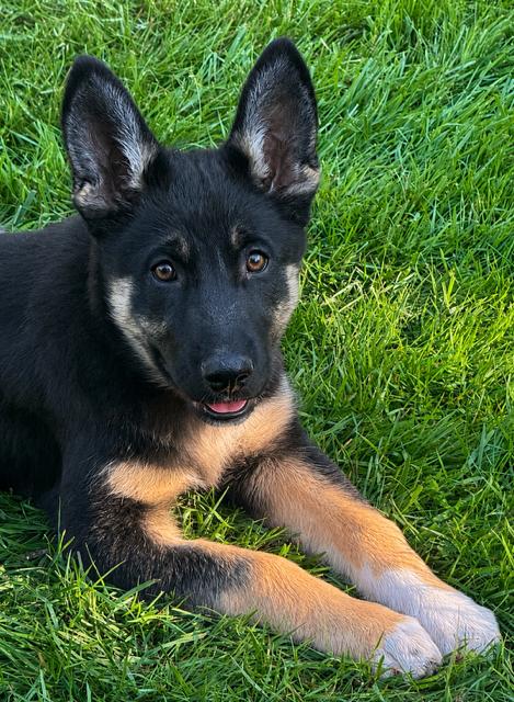 Brin, a Adoptable mixed breed in Seattle, WA image 5/6