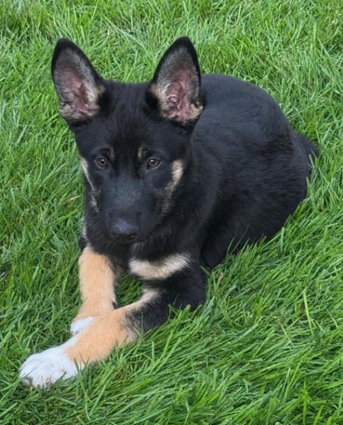 Brin, a Adoptable mixed breed in Seattle, WA image 6/6