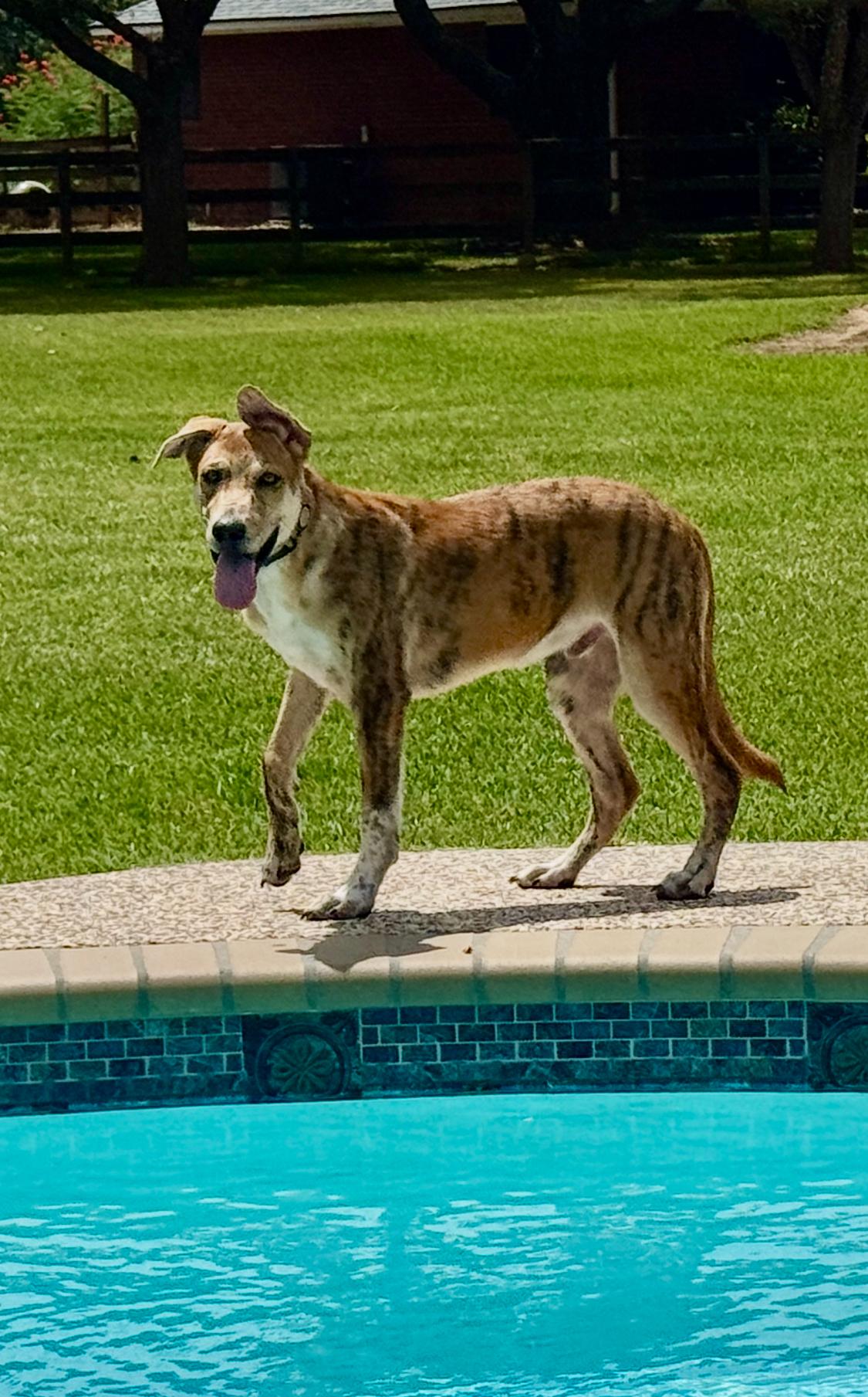 Enlarge Tigger, an adopted mixed breed in Houston, TX image 4/6
