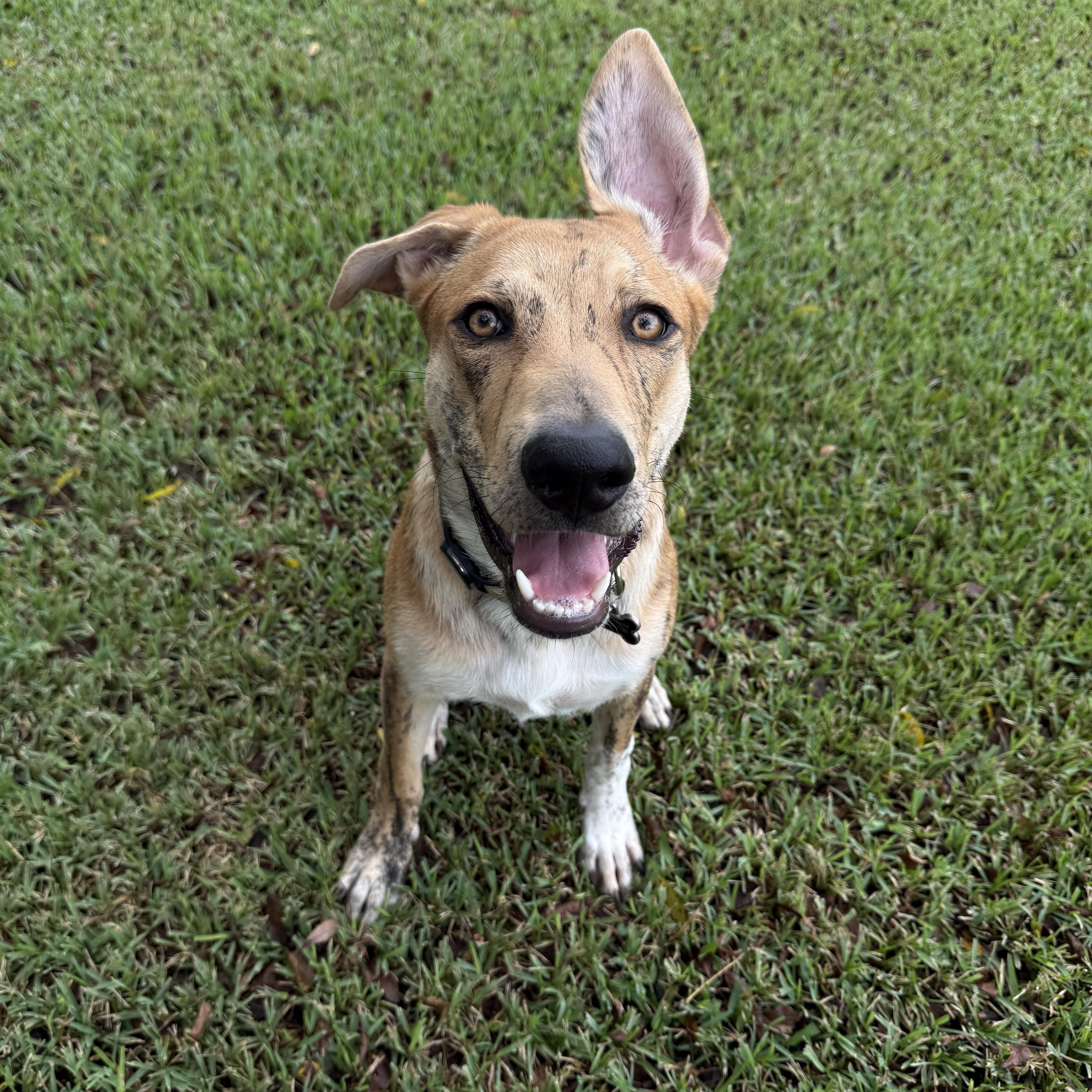 Enlarge Tigger, an adopted mixed breed in Houston, TX image 6/6