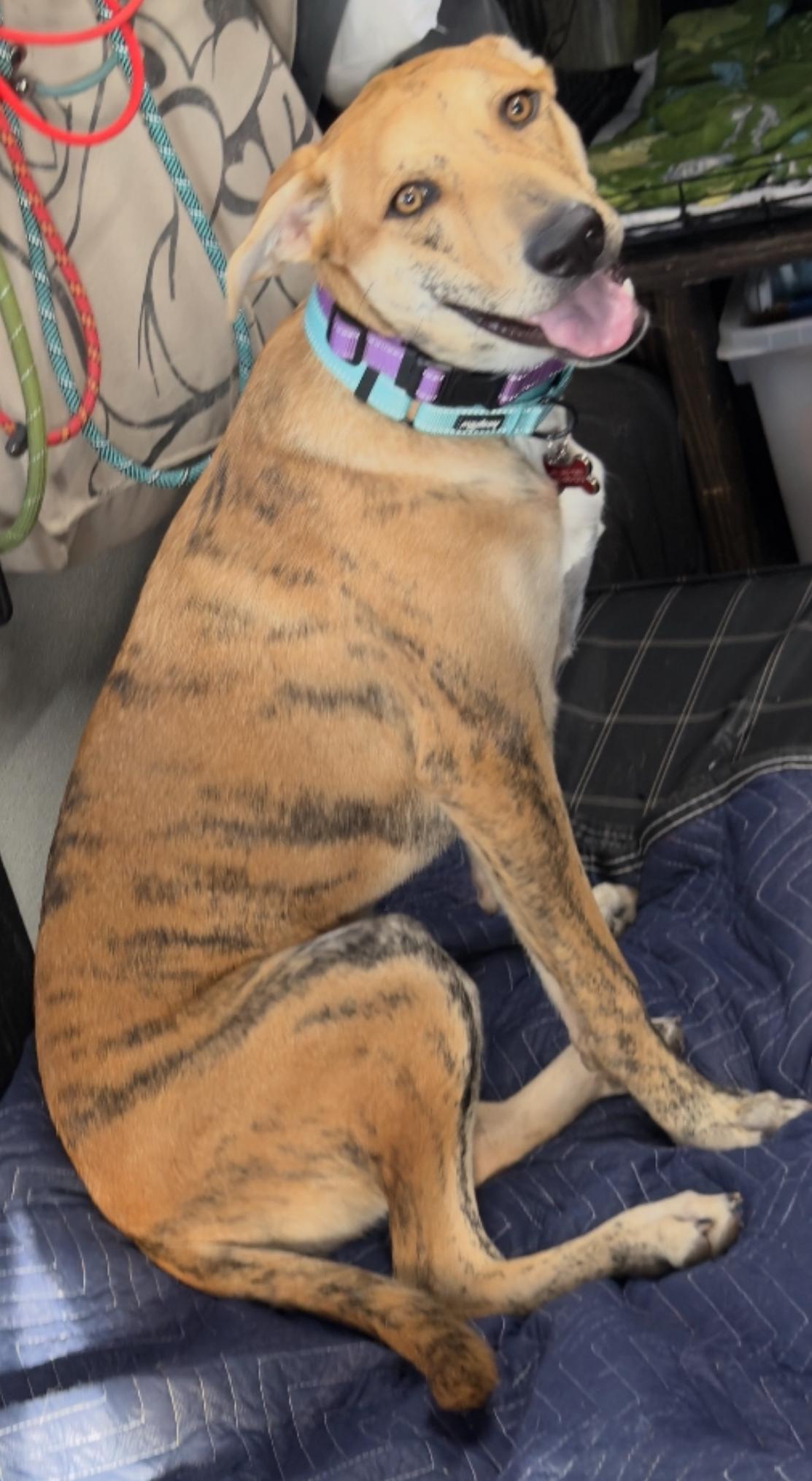 Enlarge Tigger, an adopted mixed breed in Houston, TX image 5/6