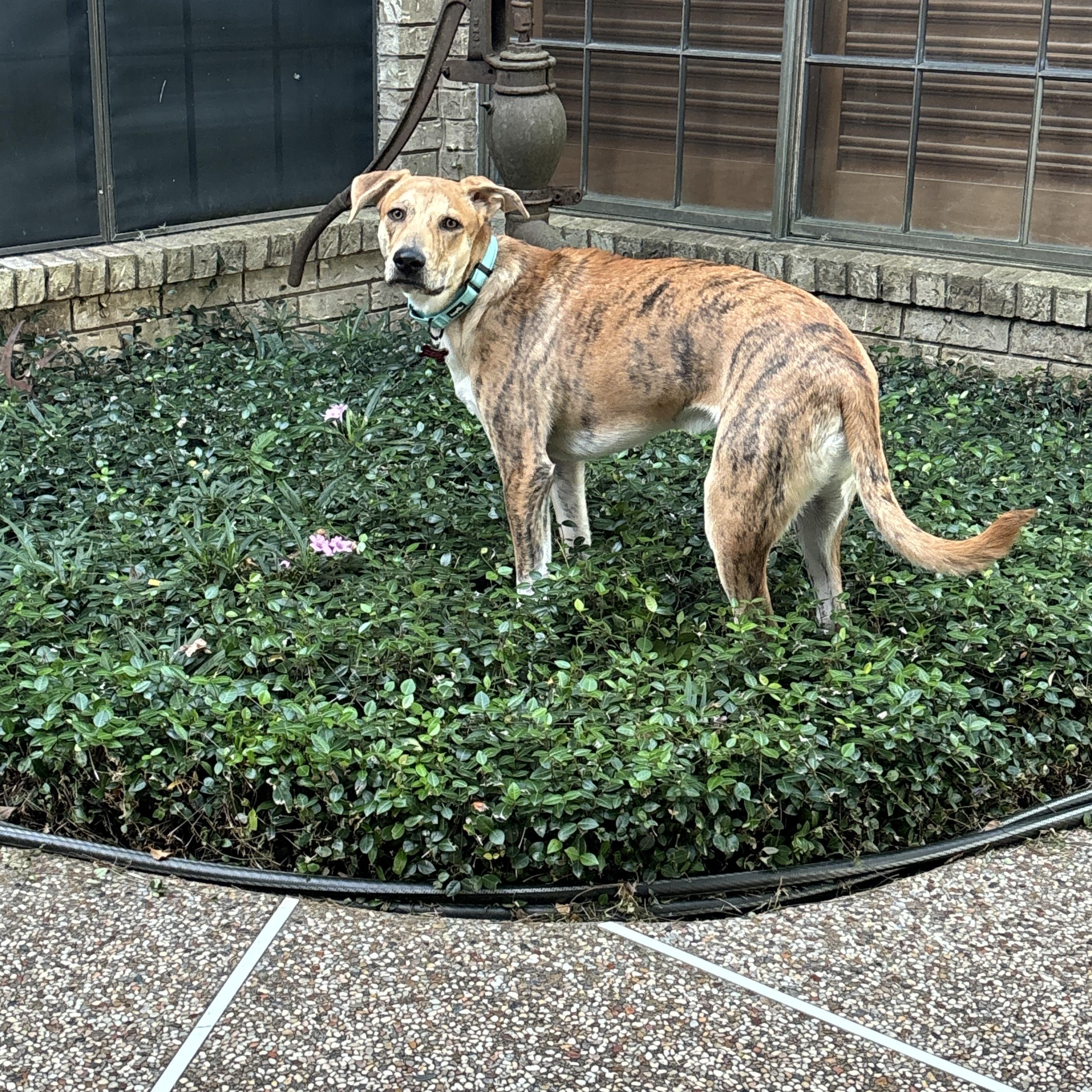 Enlarge Tigger, an adopted mixed breed in Houston, TX image 2/6