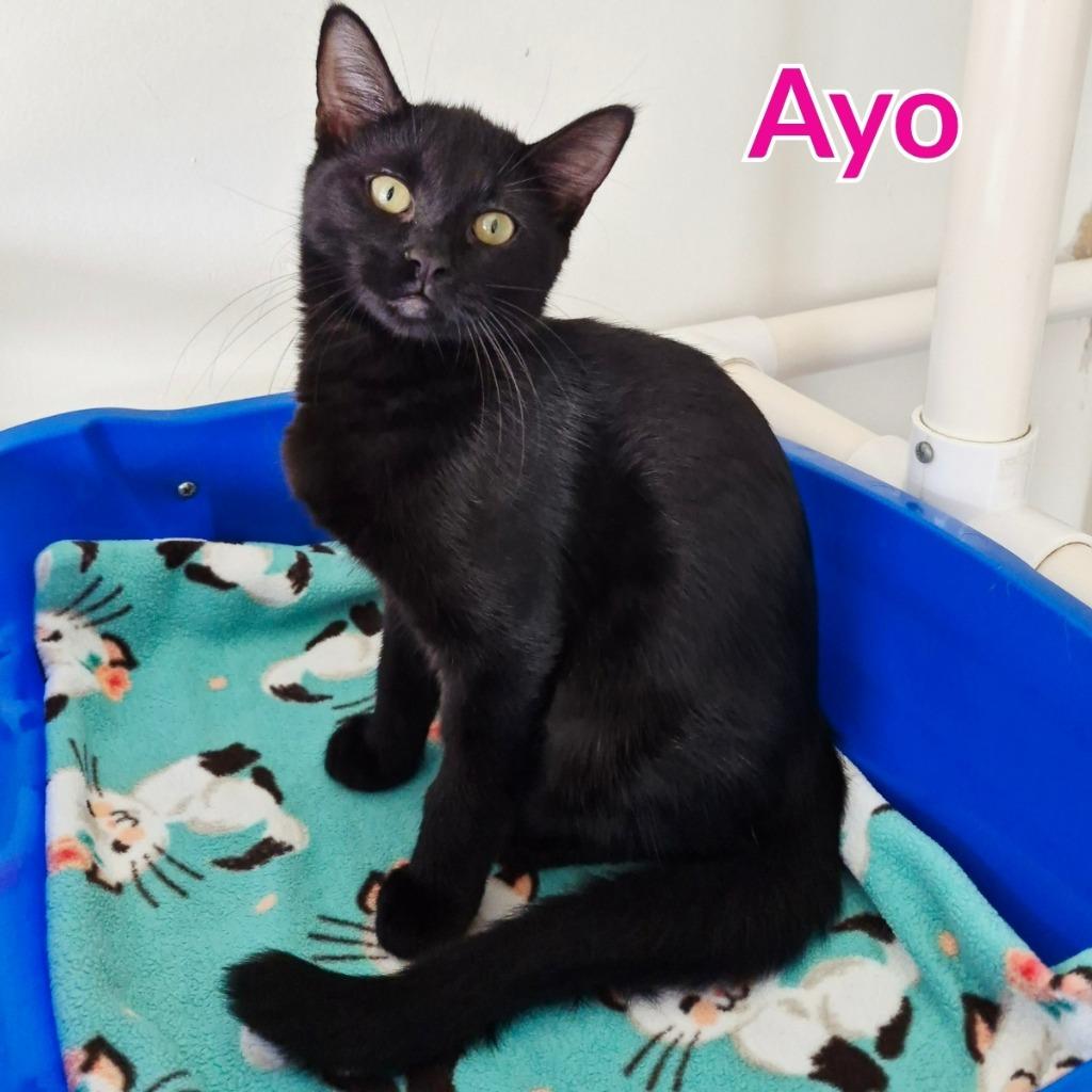 Ayo, Adoptable, Kitten Female Domestic Short Hair.