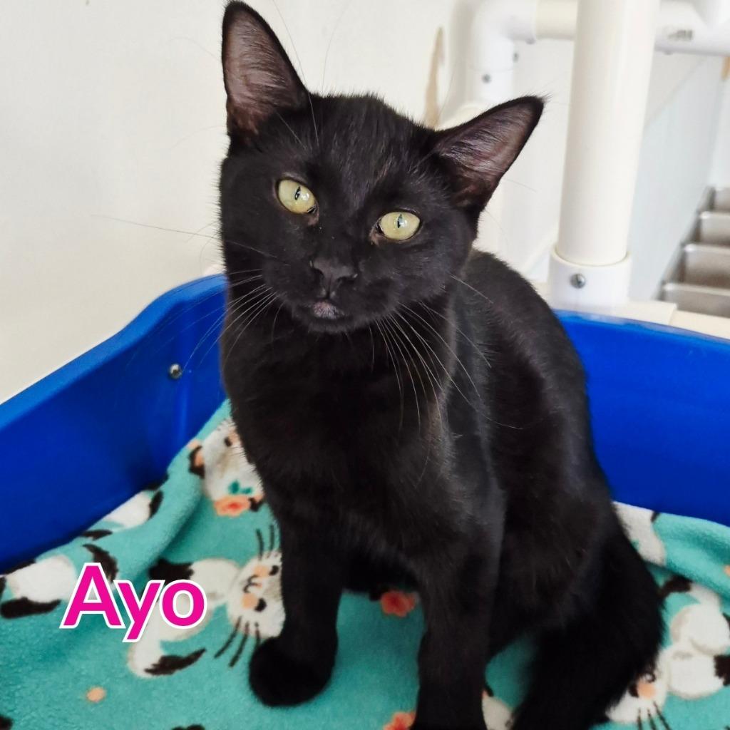 Enlarge Ayo, a Adoptable mixed breed in North Saint Paul, MN image 2/2