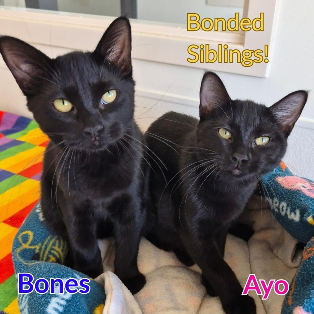 Enlarge Ayo, a Adoptable mixed breed in North Saint Paul, MN image 3/3