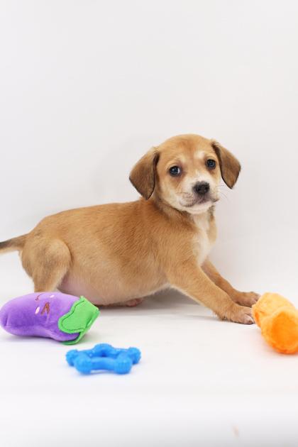 Kiki — thumbnail 2