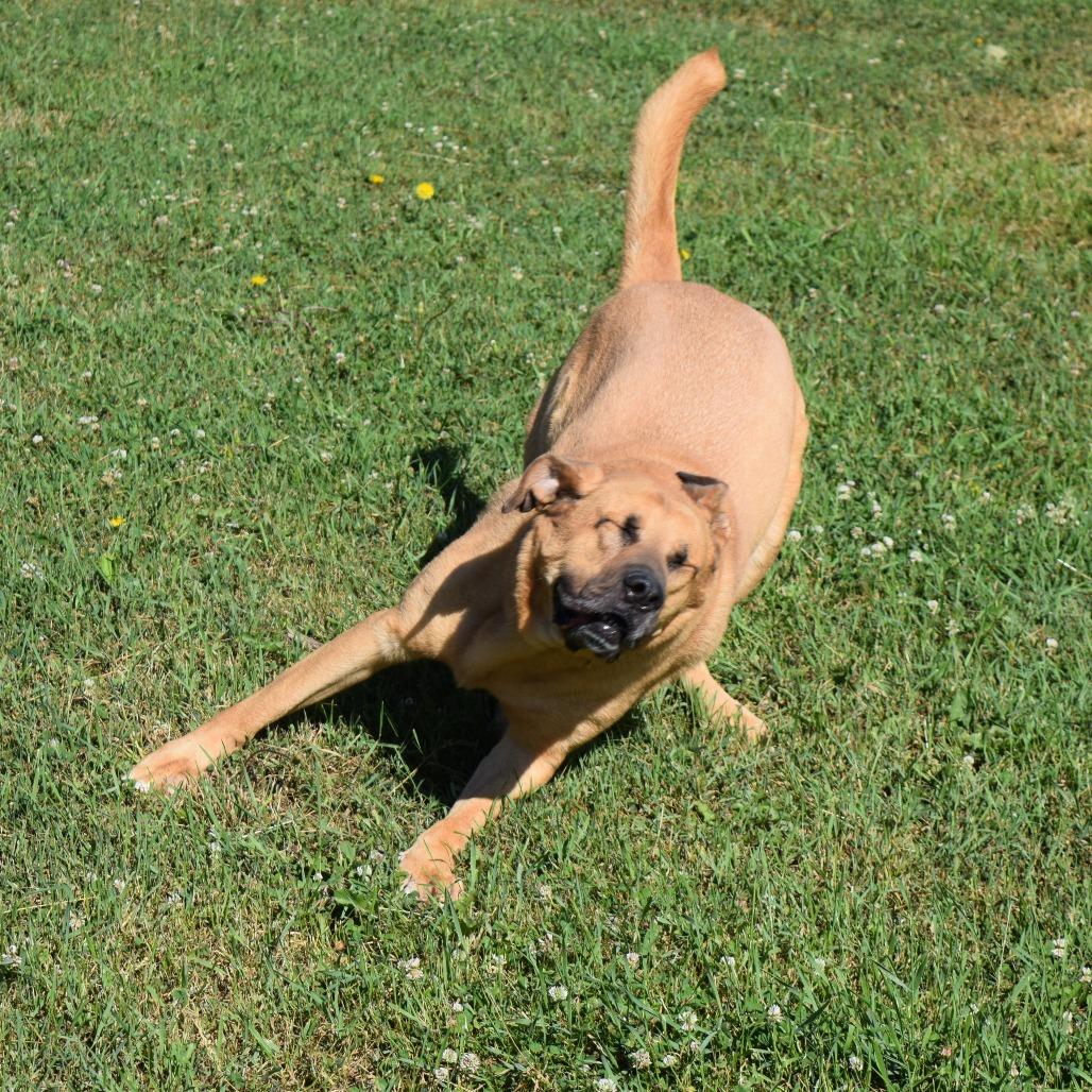 Domino, Adoptable, Adult Male Yellow Labrador Retriever.