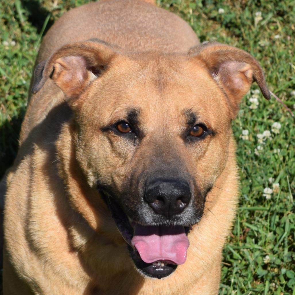Enlarge Domino, a Adoptable Yellow Labrador Retriever in Albert Lea, MN image 2/6