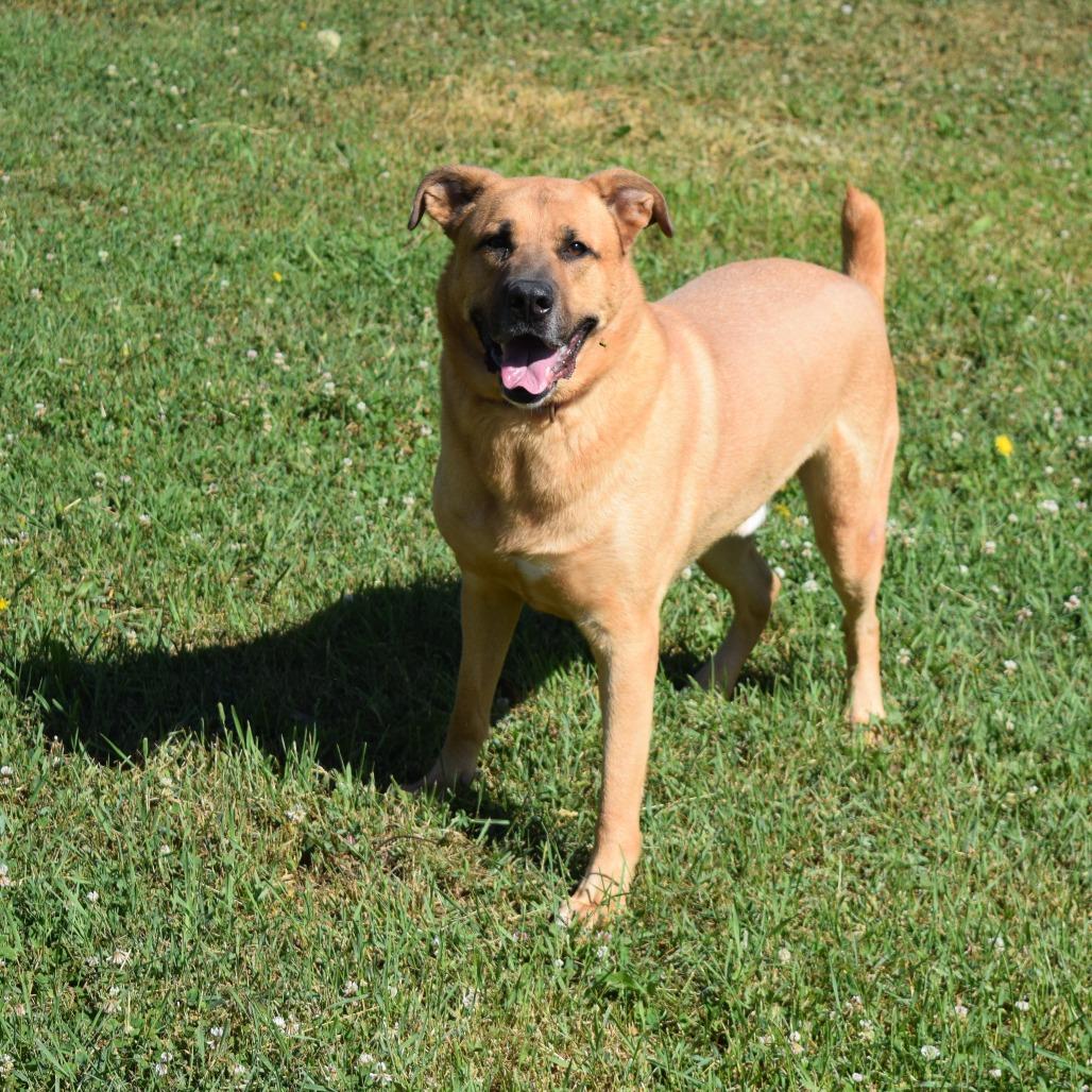 Enlarge Domino, a Adoptable Yellow Labrador Retriever in Albert Lea, MN image 3/6