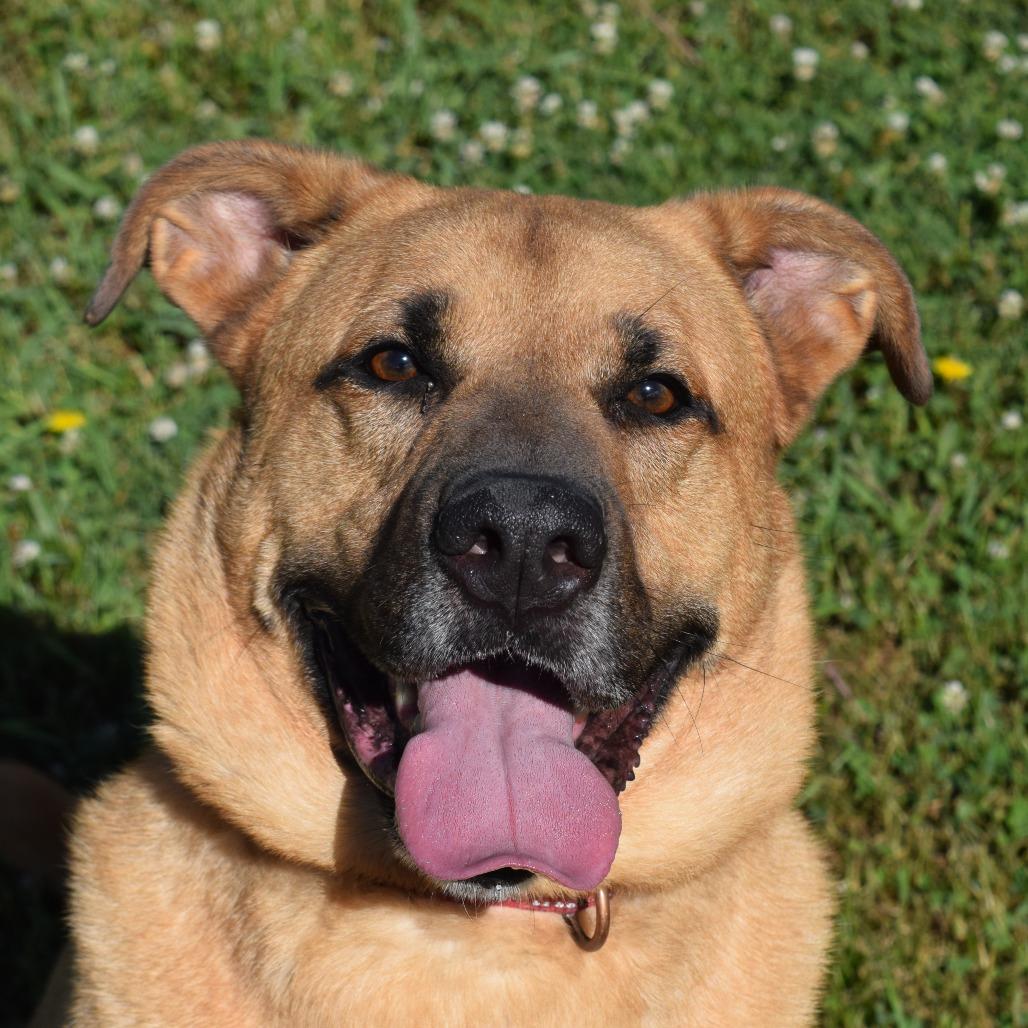 Enlarge Domino, a Adoptable Yellow Labrador Retriever in Albert Lea, MN image 4/6