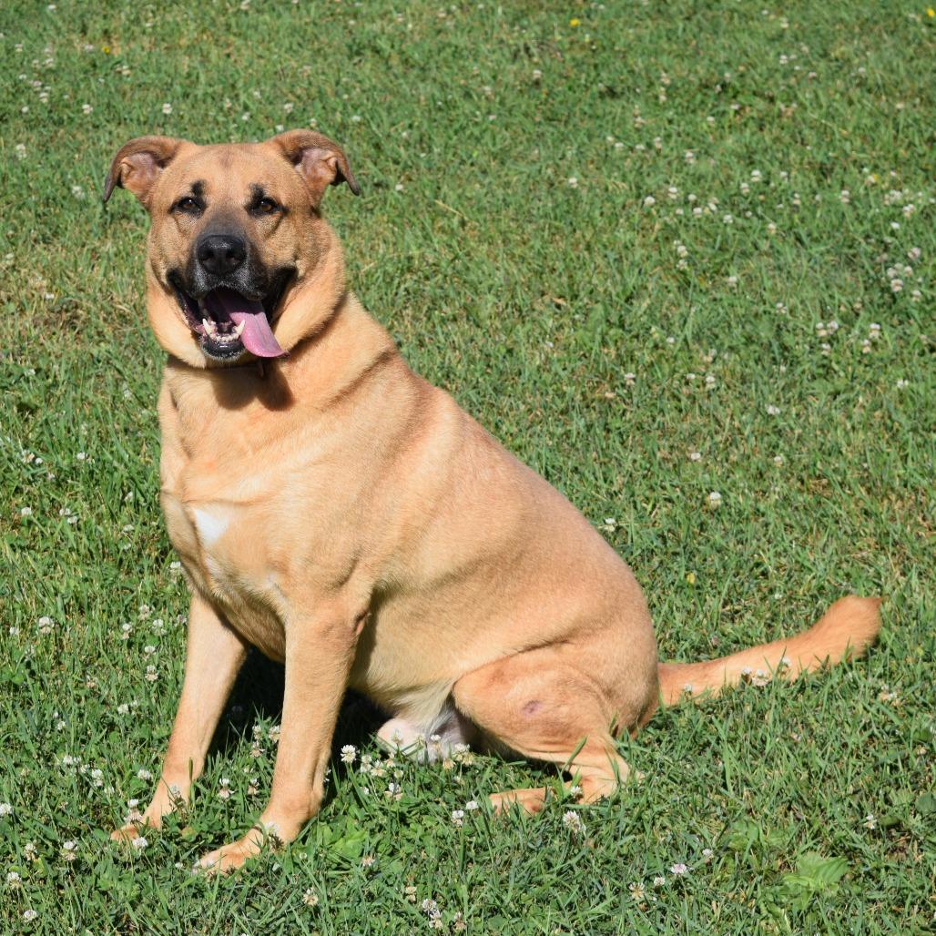 Enlarge Domino, a Adoptable Yellow Labrador Retriever in Albert Lea, MN image 5/6