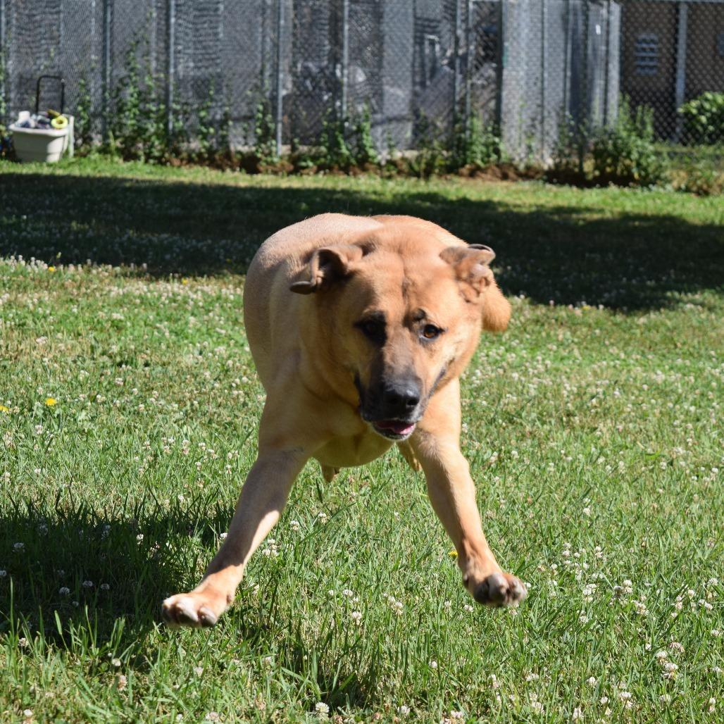 Enlarge Domino, a Adoptable Yellow Labrador Retriever in Albert Lea, MN image 6/6