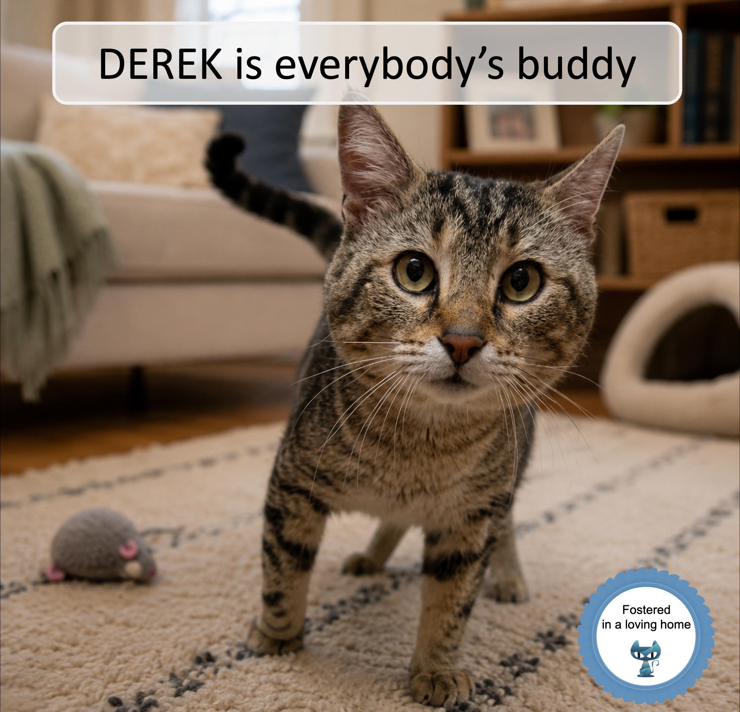 Derek, a ADOPTABLE Tabby in Cincinnati, OH image 1/2