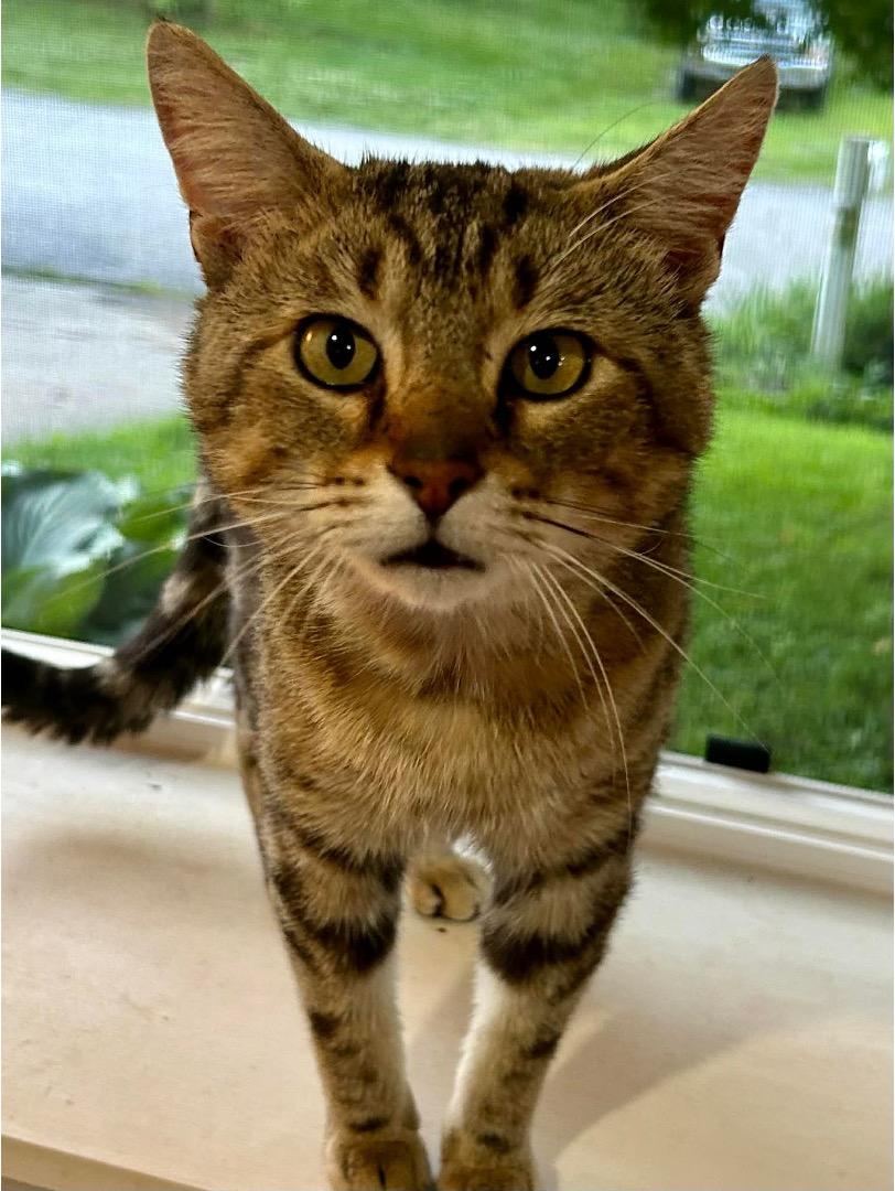 Enlarge Derek, a ADOPTABLE Tabby in Cincinnati, OH image 3/3