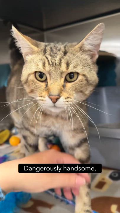 Enlarge Derek, a ADOPTABLE Tabby in Cincinnati, OH video 2/4