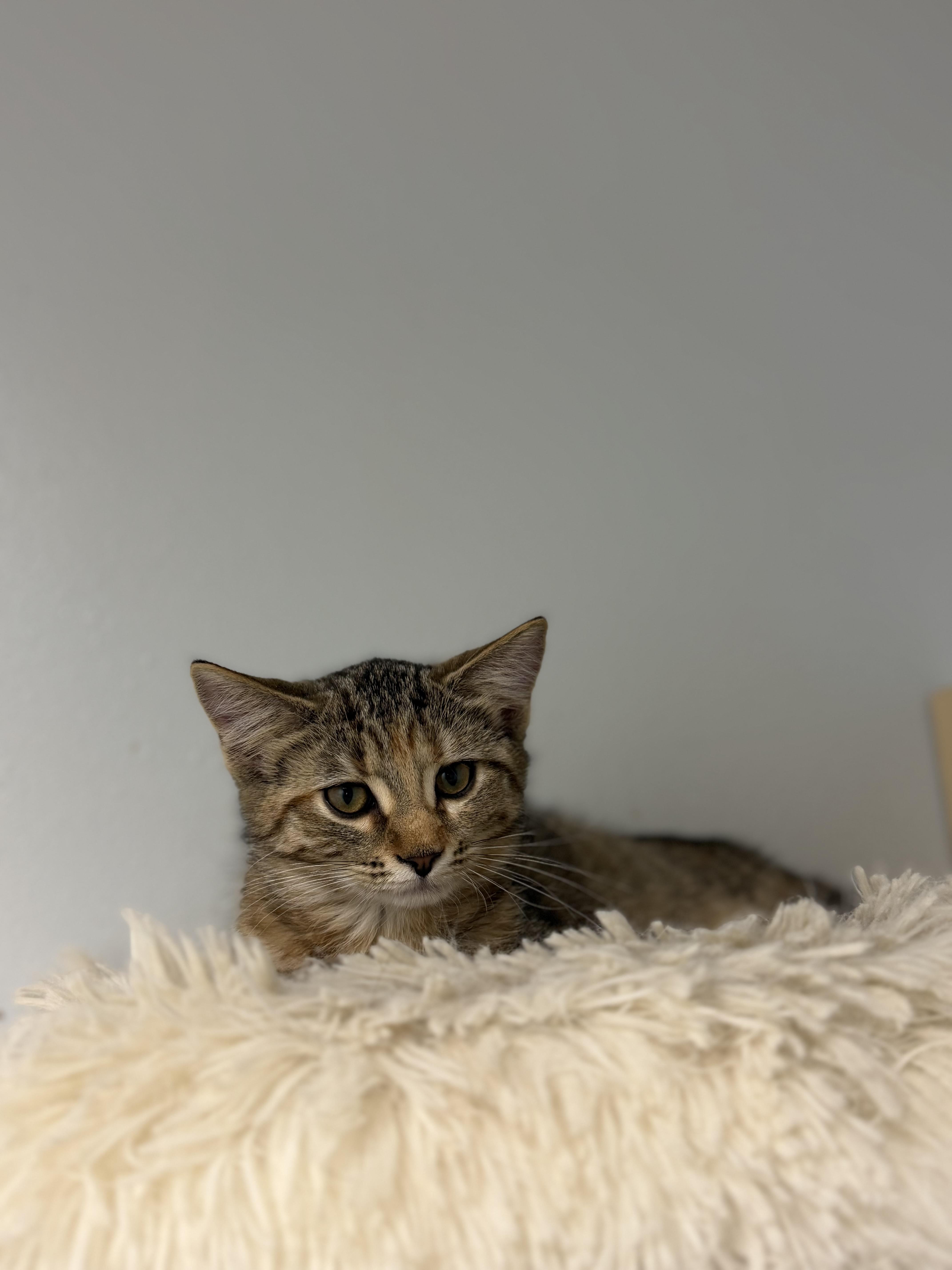 Enlarge Onion, a ADOPTABLE Domestic Short Hair in Dodgeville, WI image 1/1