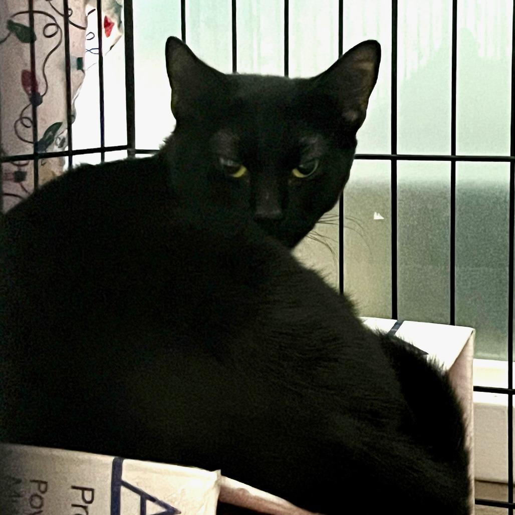 Alder, Adoptable, Adult Male Domestic Short Hair.