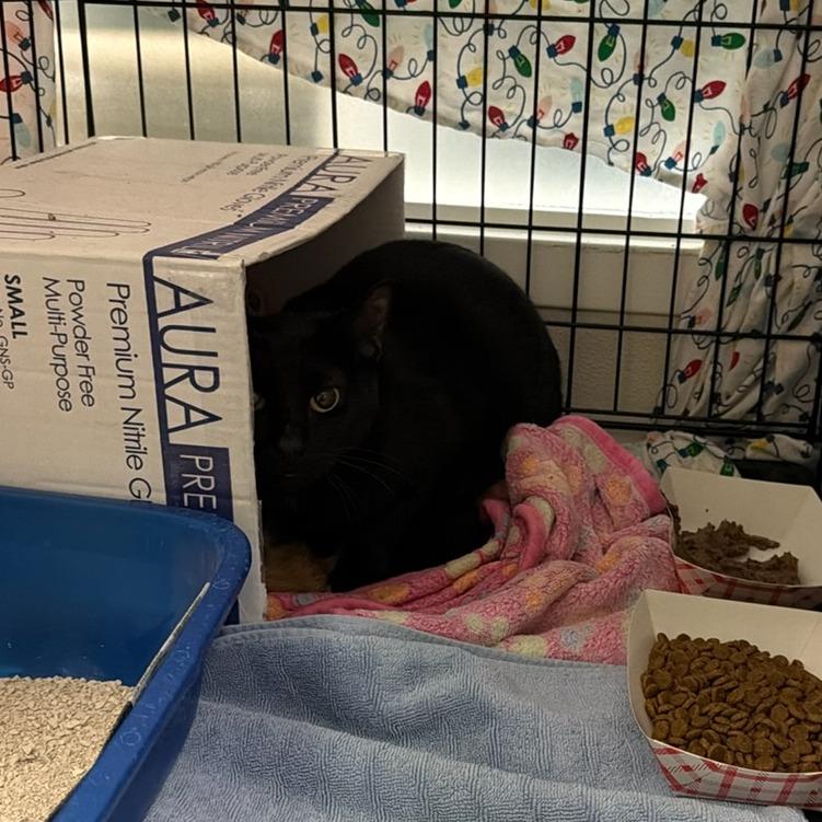 Enlarge Alder, a Adoptable Domestic Short Hair in Tacoma, WA image 2/2
