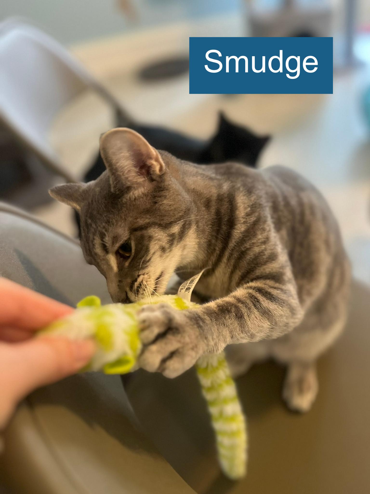 Enlarge Smudge, a ADOPTABLE Domestic Short Hair in Cincinnati , OH image 5/5