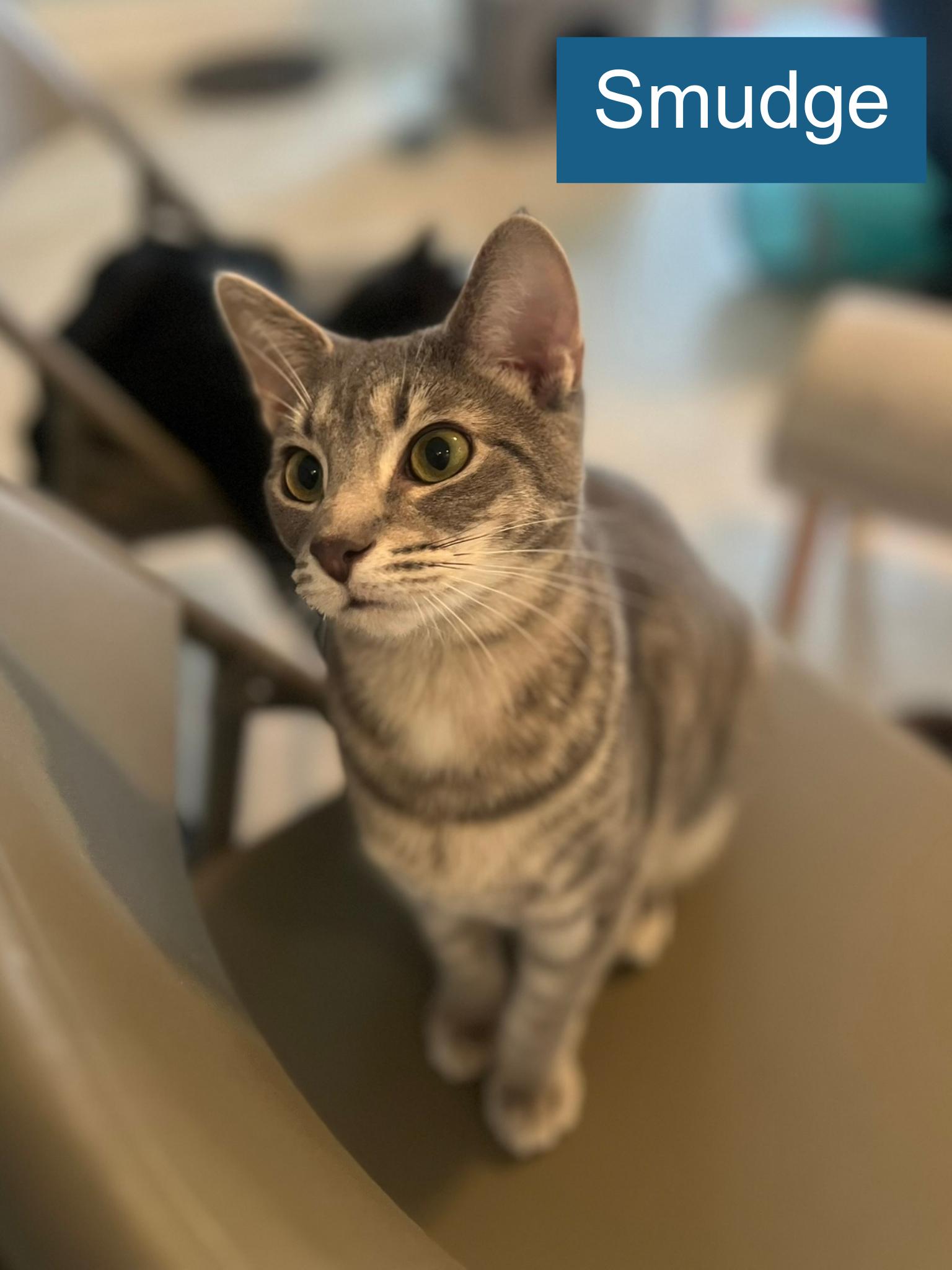 Enlarge Smudge, a ADOPTABLE Domestic Short Hair in Cincinnati , OH image 3/5