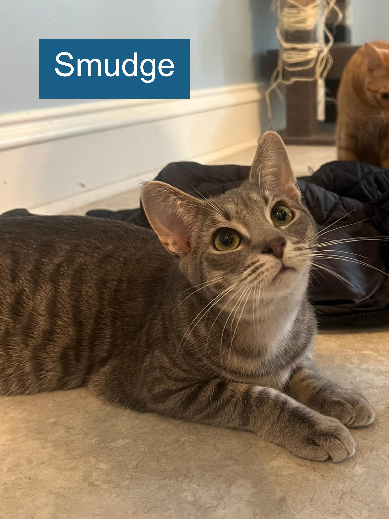 Enlarge Smudge, a ADOPTABLE Domestic Short Hair in Cincinnati , OH image 4/5