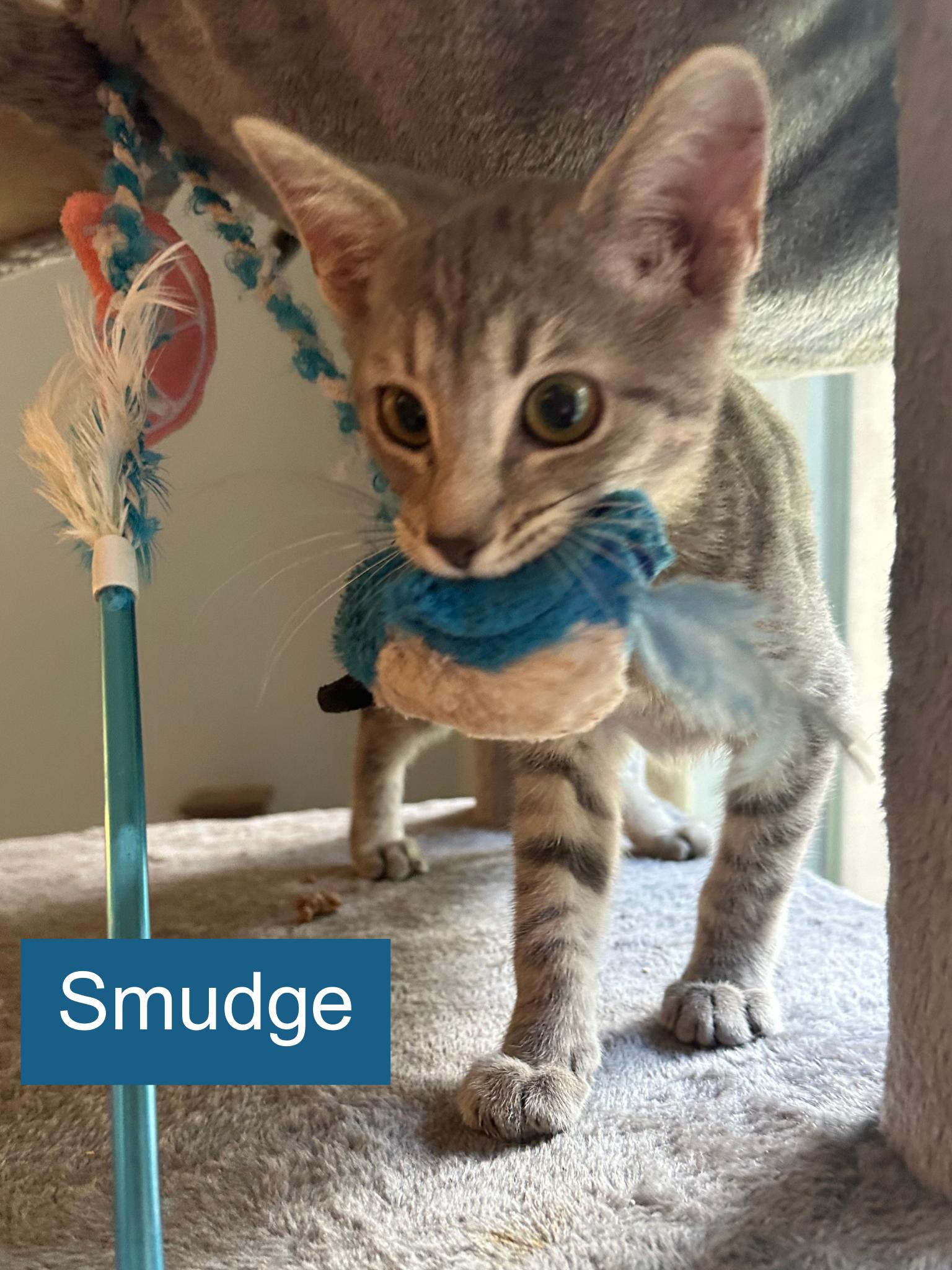 Smudge, ADOPTABLE, Kitten Male Domestic Short Hair.