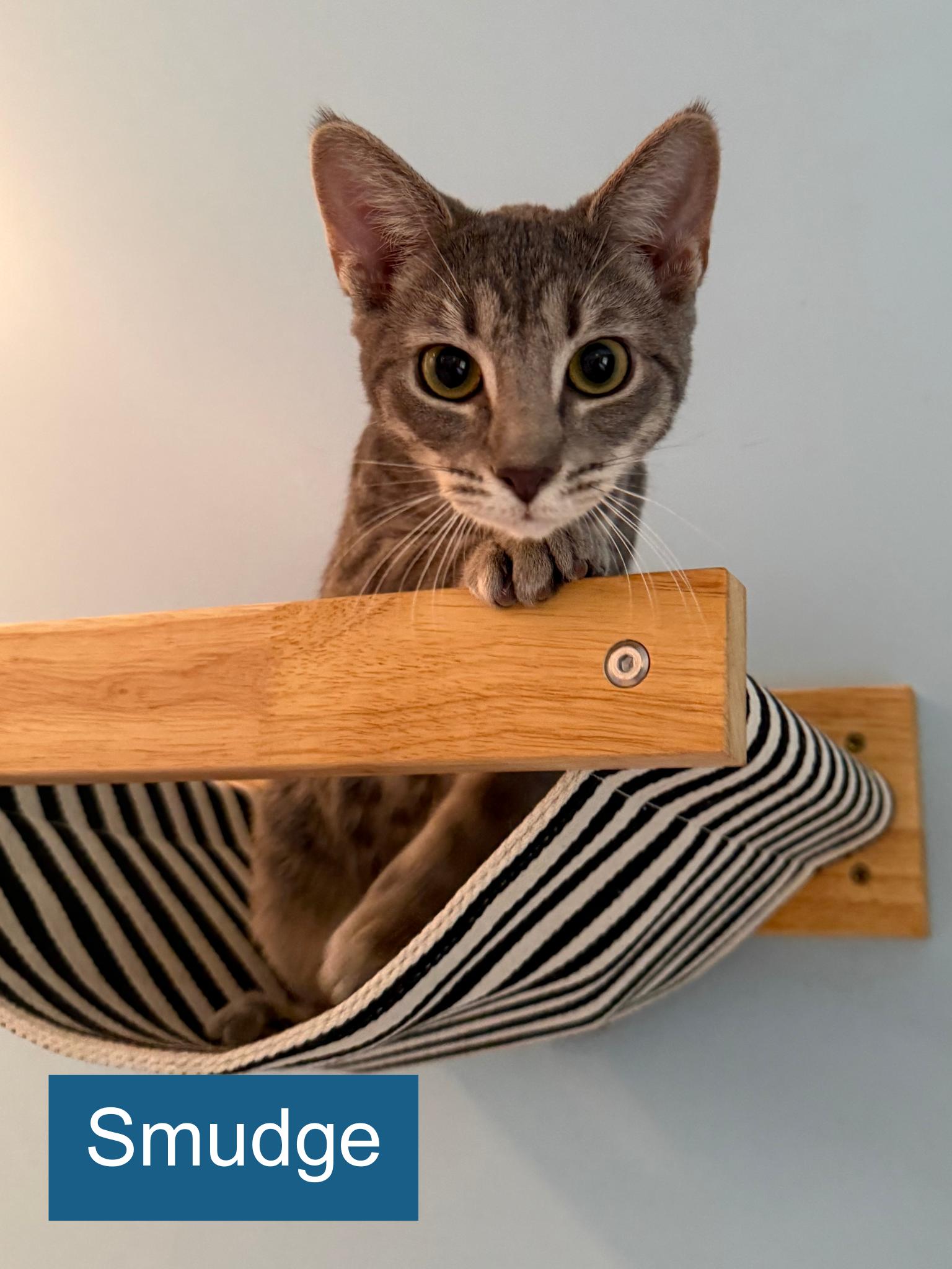 Enlarge Smudge, a ADOPTABLE Domestic Short Hair in Cincinnati , OH image 2/5