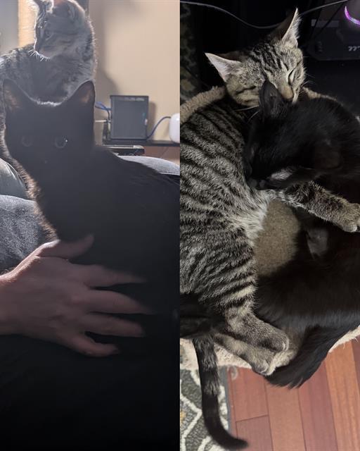 Enlarge POBLANO, a Adoptable Domestic Short Hair in Kent, WA image 1/1