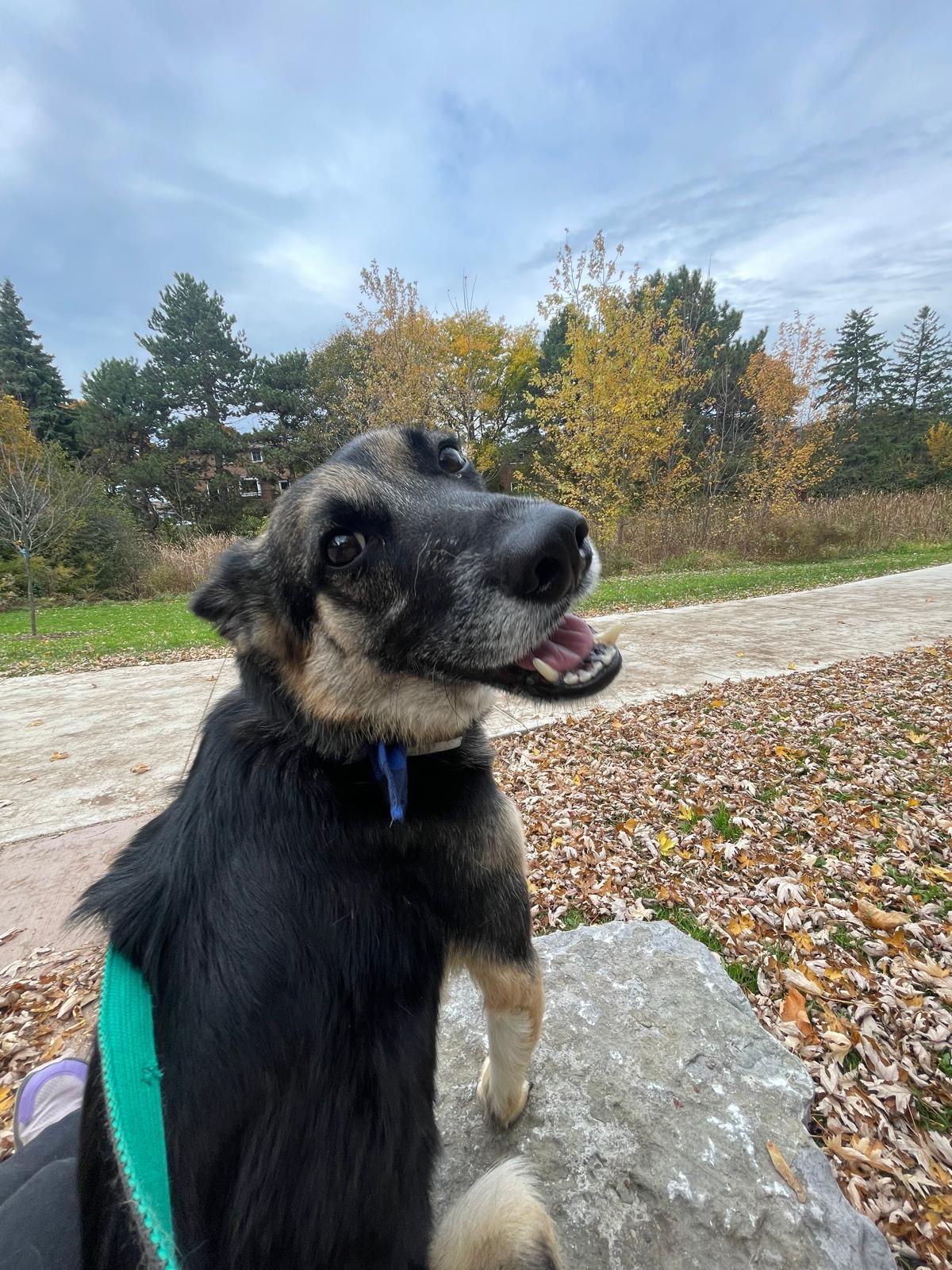 Enlarge Tommy, an adopted mixed breed in North York, ON image 6/6